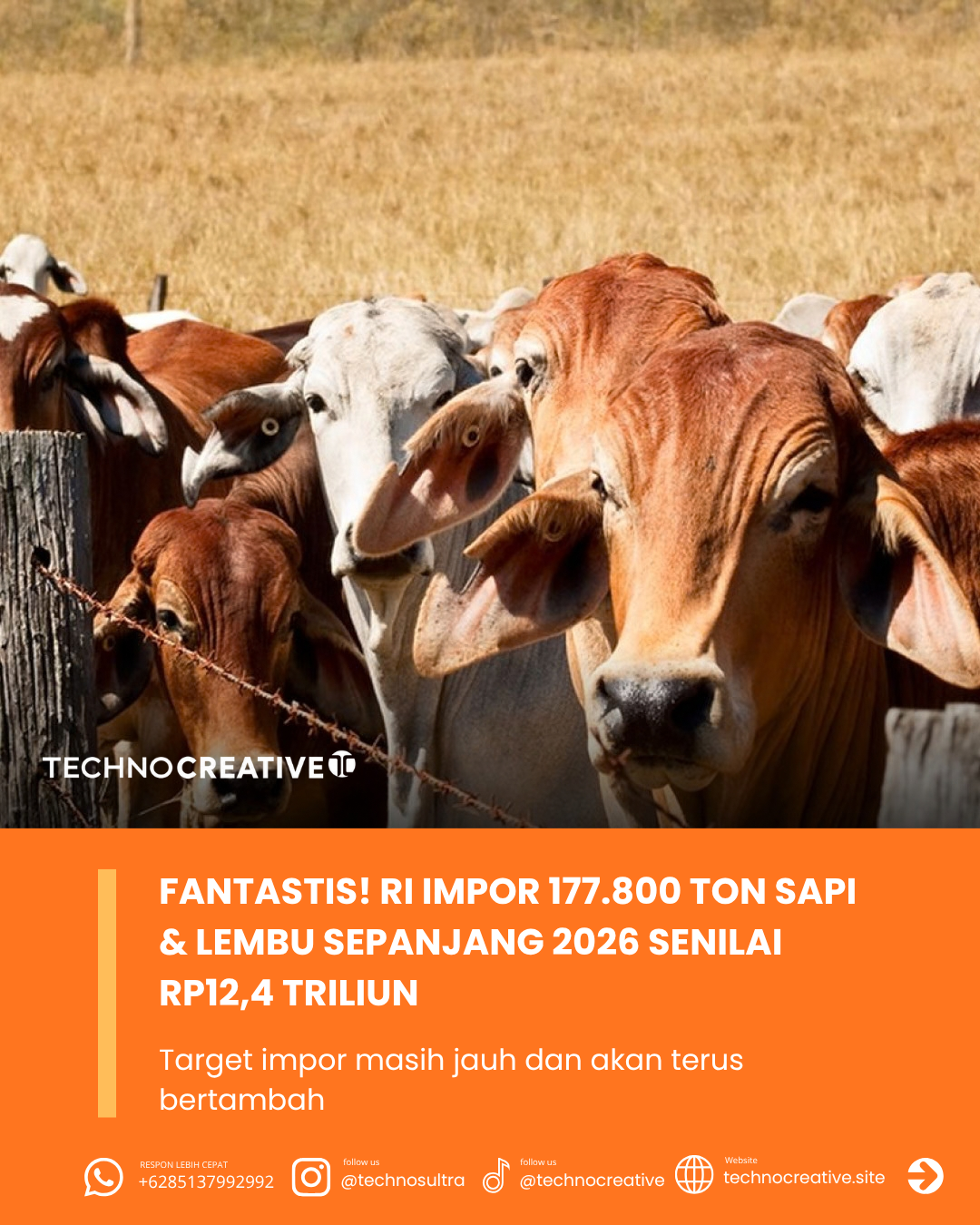 Fantastis! Indonesia Impor 177.800 Ton Sapi & Lembu Senilai Rp12,4 Triliun Sepanjang 2026